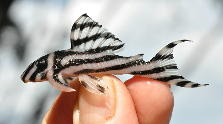 Zebra Pleco (Hypancistrus zebra), a species of armored catfish found only in the rio Xingu basin, Brazil. Photo by M.H. Sabaj-Pérez